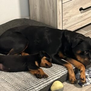 rottweiler puppy "max"