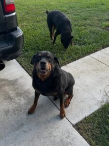 rottweiler puppy "max"