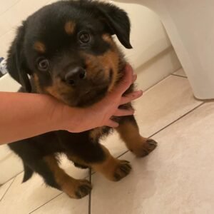 rottweiler puppy "max