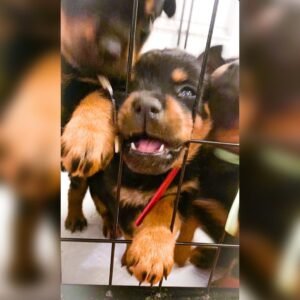rottweiler puppy (rex)