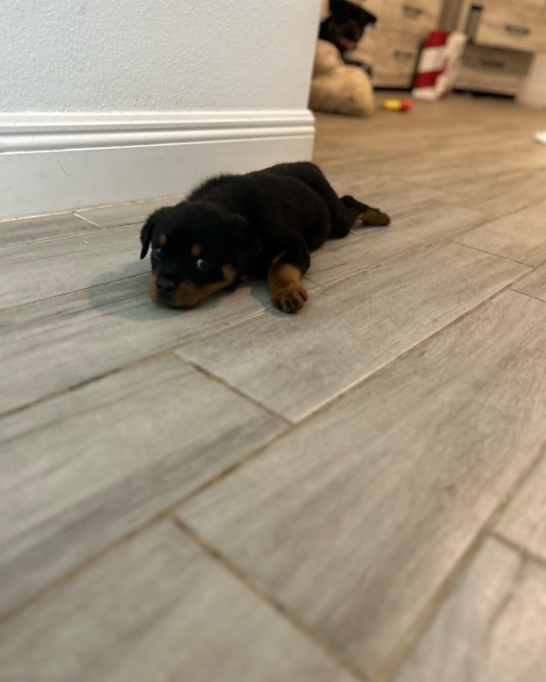 rottweiler puppy (rex) rottweiler puppy (rex)