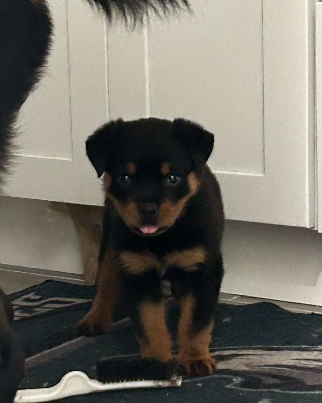 rottweiler puppy (rex) rottweiler puppy (rex)