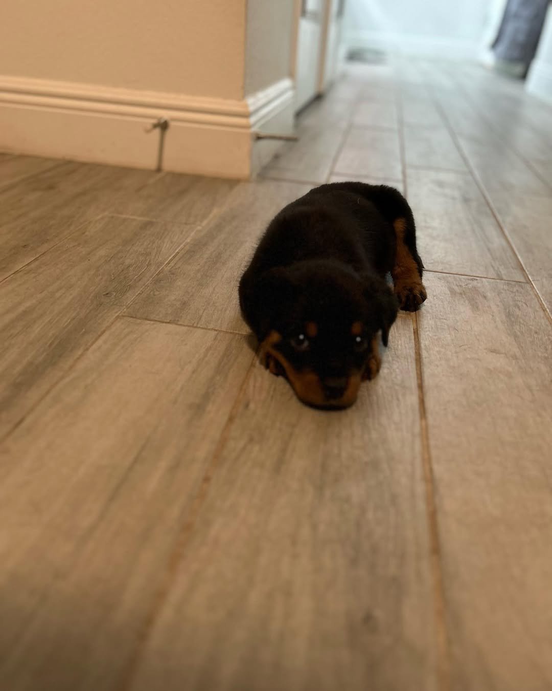 rottweiler puppy (rex) rottweiler puppy (rex)