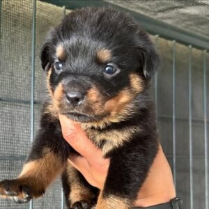 Rottweiler puppies for sale