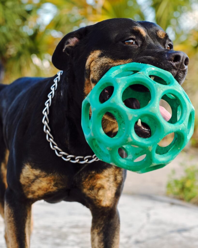 Rottweiler puppies for sale near me